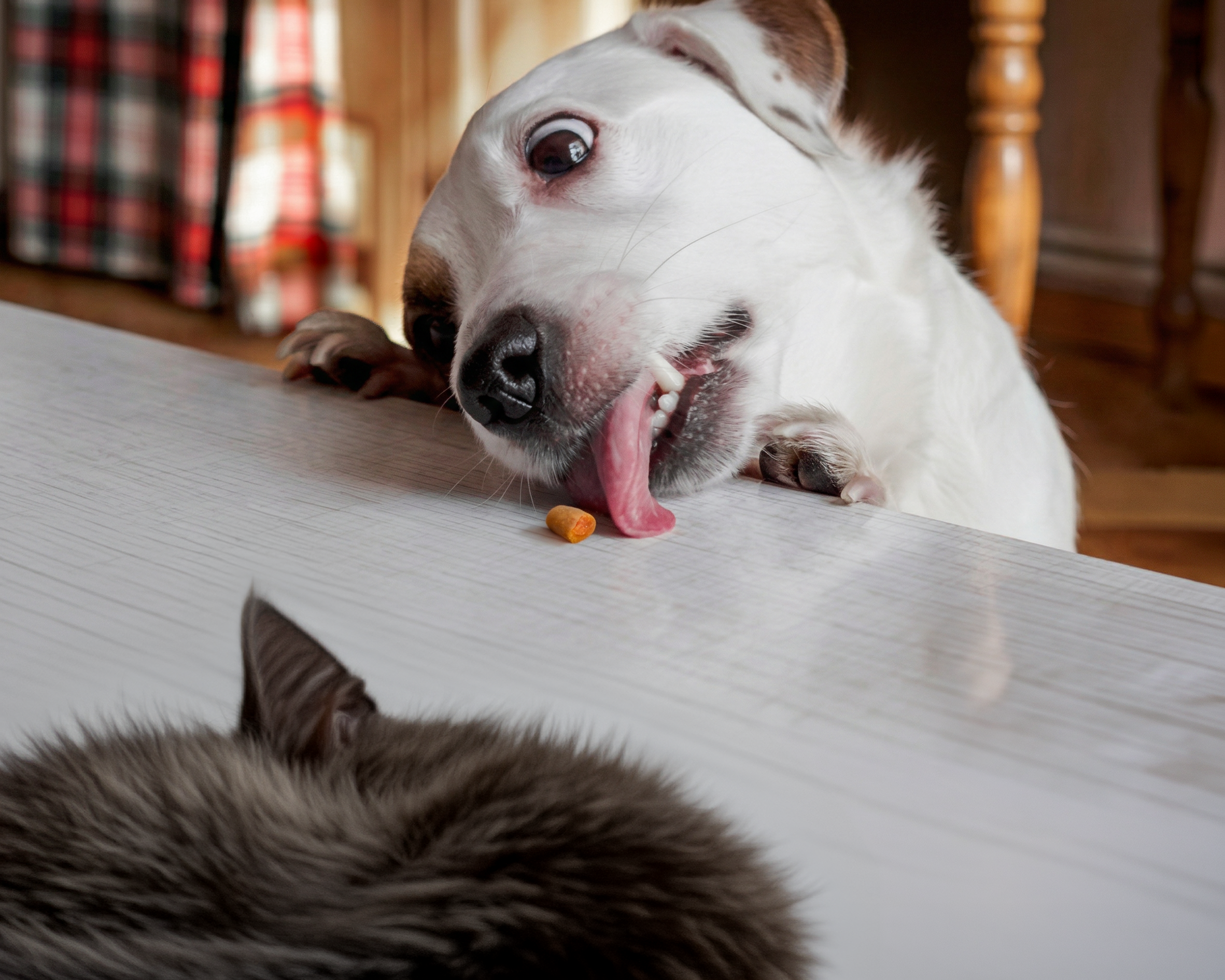 Ein weißer, gefleckter Hund mit herausgestreckter Zunge, der einer schlafenden Katze ein Leckerli stiehlt.
