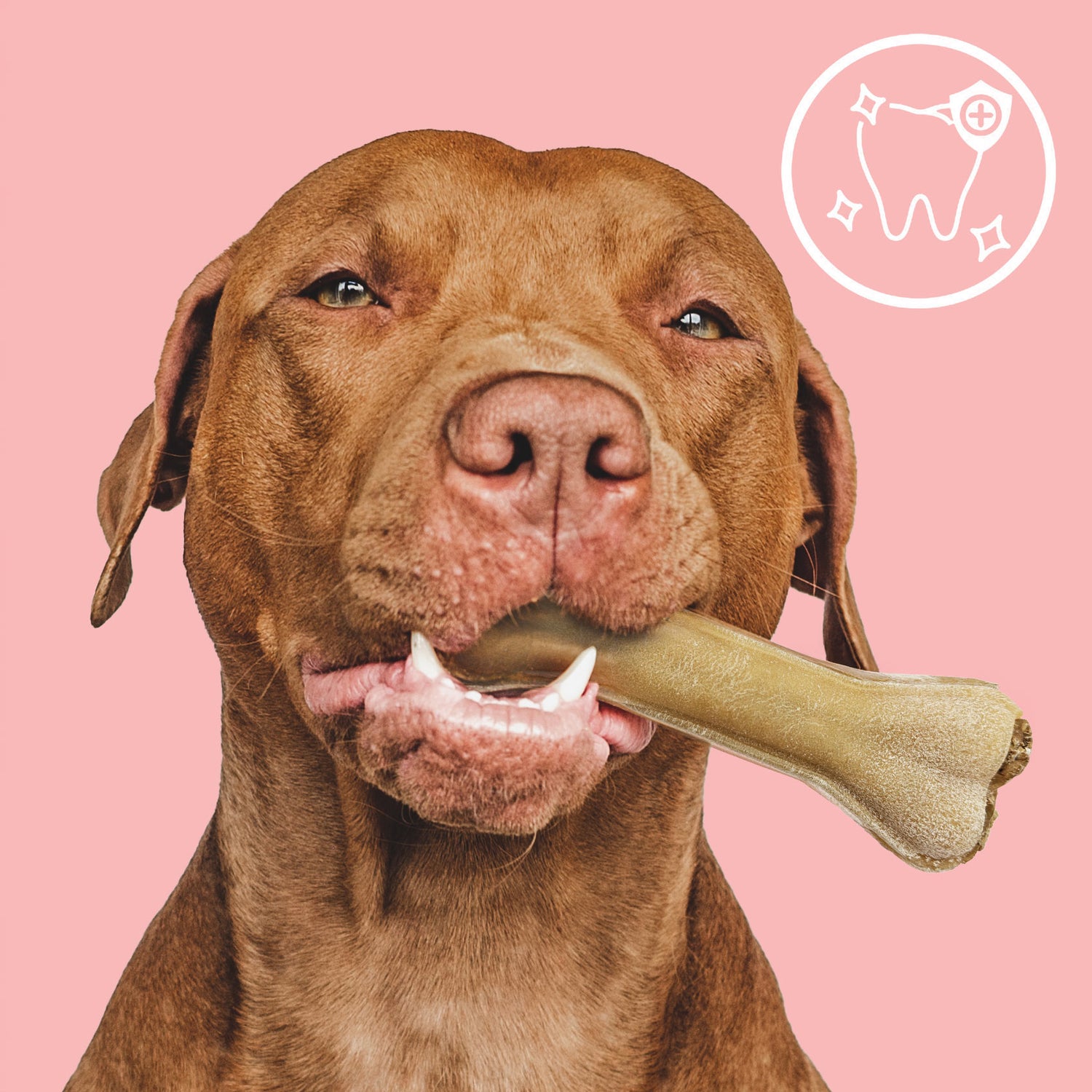 MERSJO Kausnack-Knochen für Hunde mit Pansen und Multivitamin 13,5cm - Vitalität