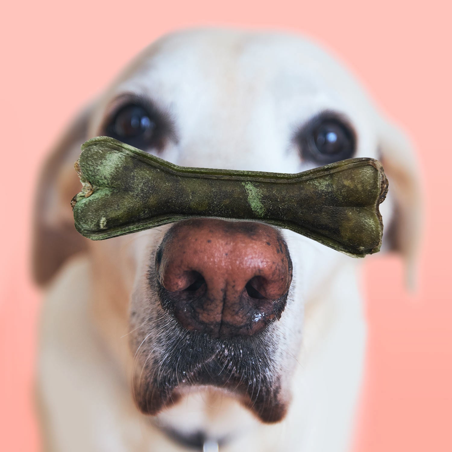MERSJO Kausnack-Knochen mit Wachtel für Hunde 13,5 cm – frischer Atem